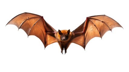 Flying Fox isolated on transparent background