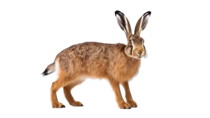 Foto op Aluminium Hare isolated on transparent background © DigitalParadise