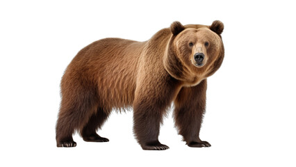 Obraz premium Brown Bear isolated on transparent background