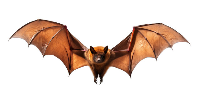 Flying Fox isolated on transparent background