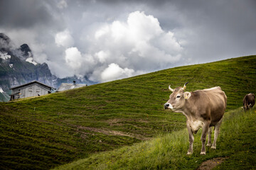 meadow with cows in the mountains of the alps at appenzell switzerland