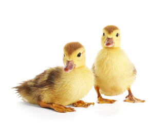 Cute ducklings on white background