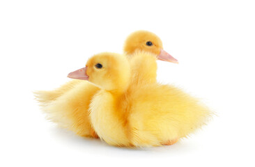 Cute ducklings on white background