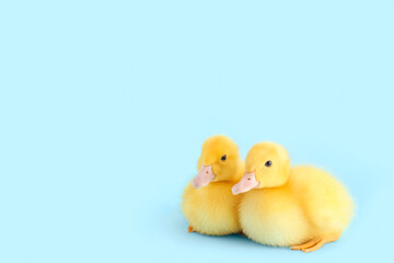 Cute ducklings on blue background