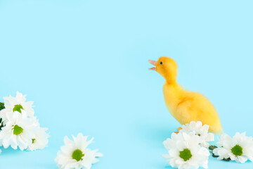 Cute duckling and chamomile flowers on blue background