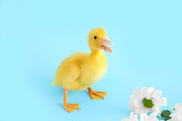 Cute duckling and chamomile flowers on blue background