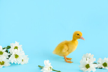 Cute duckling and chamomile flowers on blue background