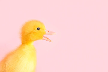 Cute duckling on pink background