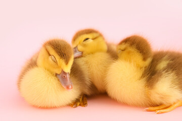Cute ducklings on pink background