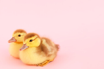 Cute ducklings on pink background