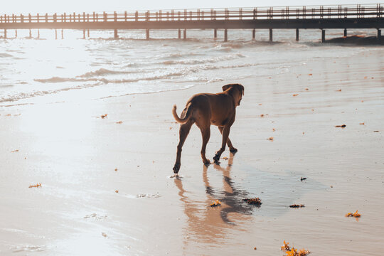 vue d'un chien brun à poil court de dos sur une plage lors d'un lever de soleil 