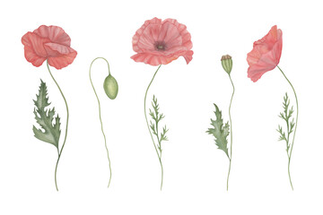 Set of watercolour red poppies