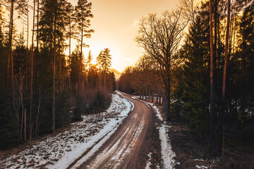 Forest road in early spring at sunset
