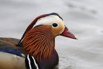 Closeup of male Mandarin duck,Aix galericulata, on the water lake in a cloudy day.