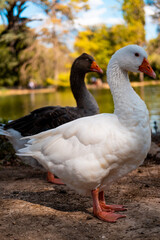 White Duck and Black Duck © Monika