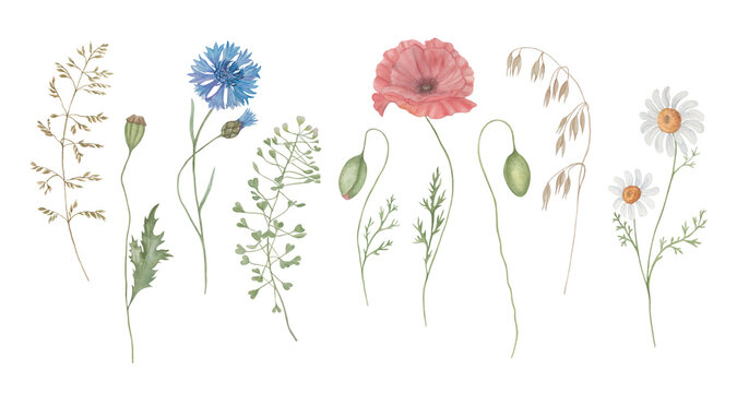 Set of watercolour wild herbs, red poppies, daisy and cornflower