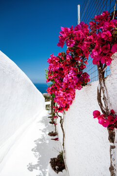 Santorini, Greece. Amazing view of blooming pink beautiful bugenwilla flowers on small street on Santorini. Oia, Fira Santorini, Greece.