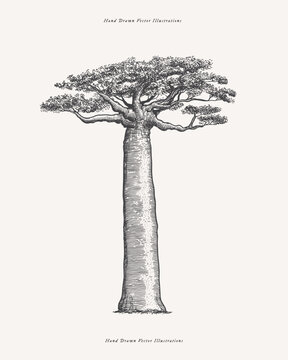 Mighty baobab in engraving style. Hand-drawn giant african savannah plant. Vintage botanical illustration on a light isolated background.