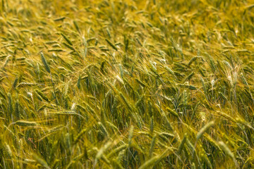 A field of grain, wheat cultivation in Mazovia. Kamion, Poland.