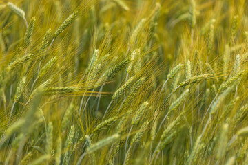 A field of grain, wheat cultivation in Mazovia. Kamion, Poland.