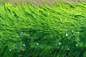 Close up view of the green wet algae covered rock surface in a bright summer day. Seagrass texture and background.