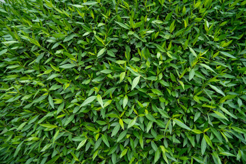 Frostproof, Gardenia Jasminoides, abstract, backdrop, background, backgrounds, botanical, botany, branch, bush, close, close-up, closeup, color, composition, countryside, design, detail, environment, 