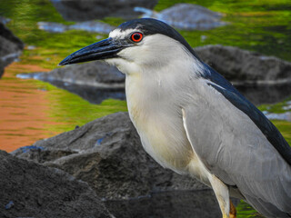 Black-crowned night-heron