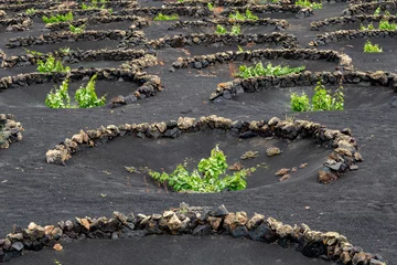 Deurstickers Canarische Eilanden Vineyard plantation in La Geria, Lanzarote, Canary Islands, Spain