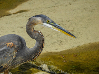 Great Blue Heron
