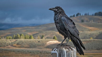 Raven perched on post at a pullout in Hayden Valley, Yellostone National Park, under an ominous sky