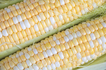 Close up of fresh corn on the cob with green leaves background