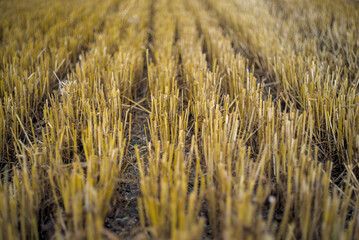 Rows of stubble in a field