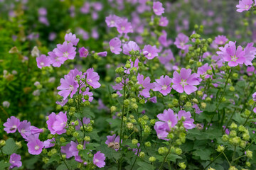 A close up of a beautiful pink musk mallow blooming in the garden on a wonderful summer day.