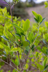 Cultivation of coca plants in the Bolivian Andes - traveling and exploring South America