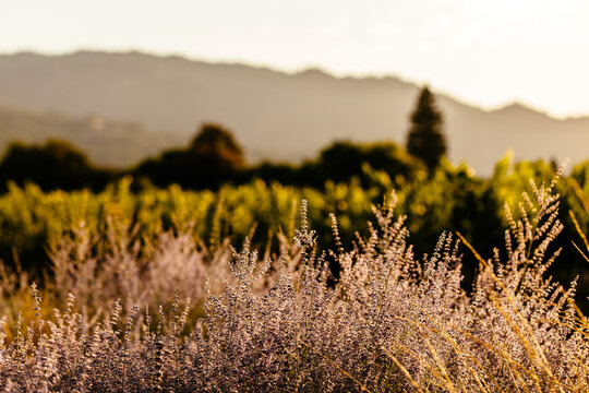 Sunny California Vineyard Scene with Vines, Grapes,  and Green Foliage