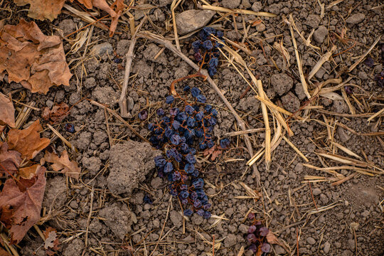 Colorful Grape Clusters During Harvest in California's Wine Industry with and without hands