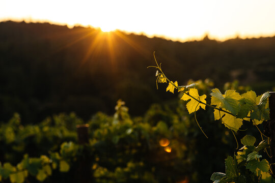 Sunny California Vineyard Scene with Vines, Grapes,  and Green Foliage