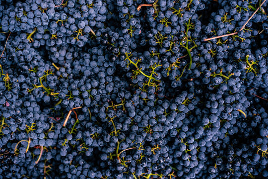 Colorful Grape Clusters During Harvest in California's Wine Industry with and without hands