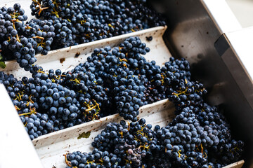 Grape clusters on the Sorting Table during harvest in California's Wine Industry 