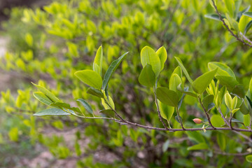 Cultivation of coca plants in the Bolivian Andes - traveling and exploring South America