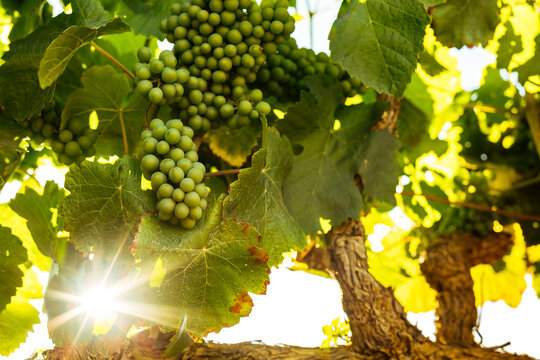 Sunny California Vineyard Scene with Vines, Grapes,  and Green Foliage