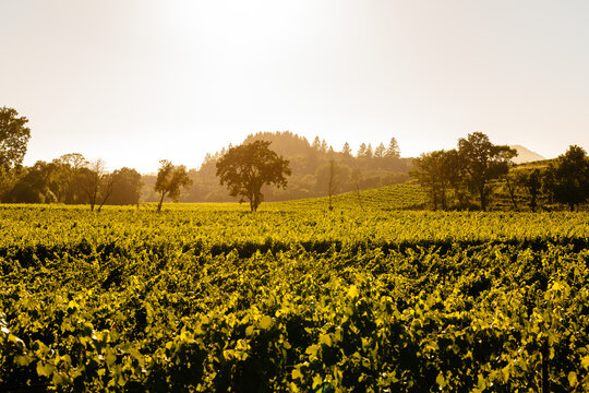 Sunny California Vineyard Scene with Vines, Grapes,  and Green Foliage
