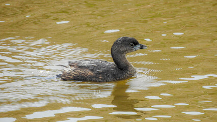Pied-Billed Grebe