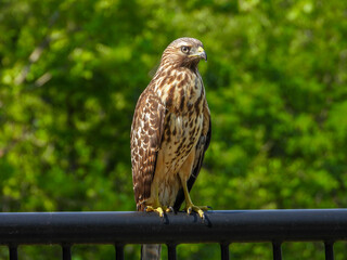 Red-shouldered hawk