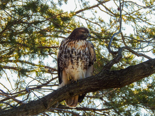 Hawk