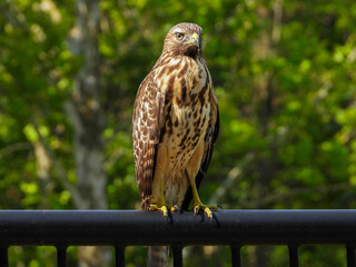 Red-shoulderned hawk