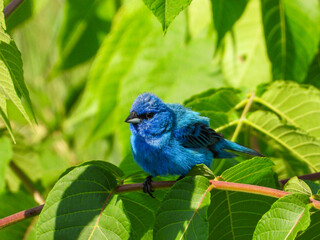 Indigo Bunting Bird