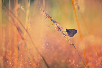 Brązowy motyl (Aphantopus hyperantus) na słonecznej łące © anettastar