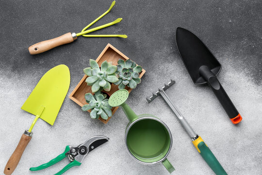 Gardening tools and succulent plants on grey background