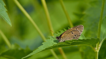 The ringlet butterfly (Aphantopus hyperantus) on garden flowers in summer